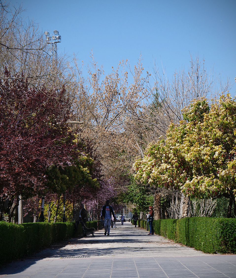 Imagen de un camino de los paseillos universitarios por donde pasea gente lejana entre setos y árboles