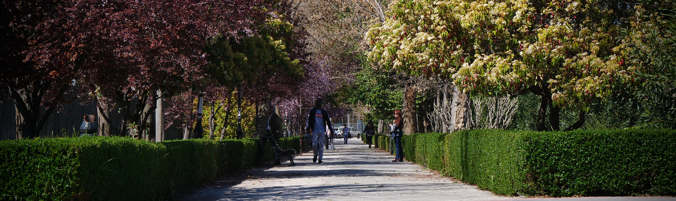 Imagen de un camino de los paseillos universitarios por donde pasea gente lejana entre setos y árboles
