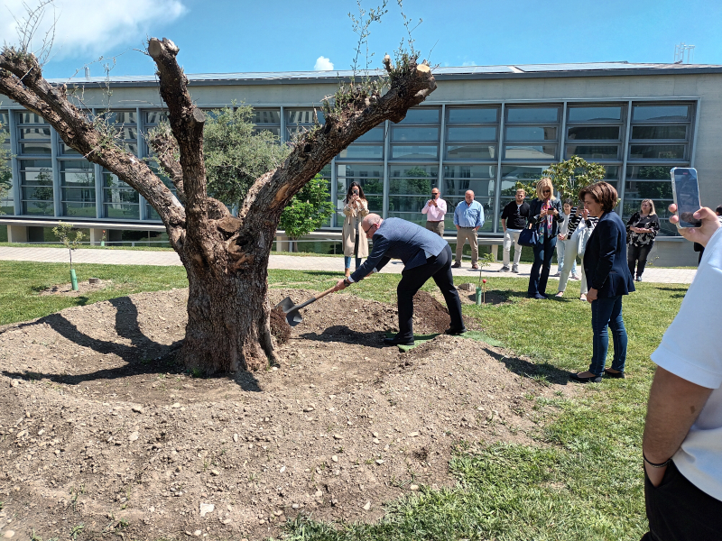 Plantación de un ejemplar de olivo "Lucio" en el Campus de Ciencias de la Salud Plantación del olivo "Lucio" por parte del Rector